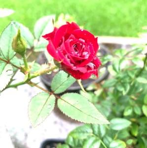 Meet your Posher, Hoàng hôn